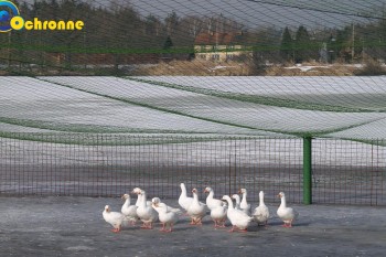 Siatki Kościerzyna - Zabezpieczenia ptaków hodowlanych dla terenów Kościerzyny