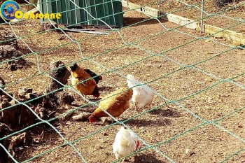 Siatki Kościerzyna - Zabezpieczenia ptaków hodowlanych dla terenów Kościerzyny